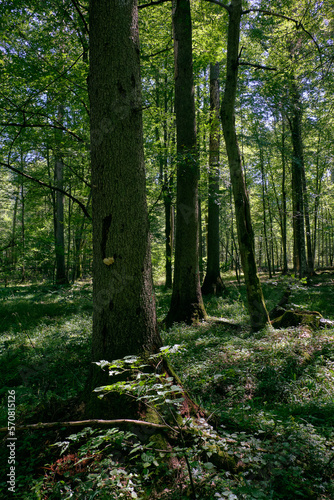 Old deciduous forest in summer midday © Aleksander Bolbot