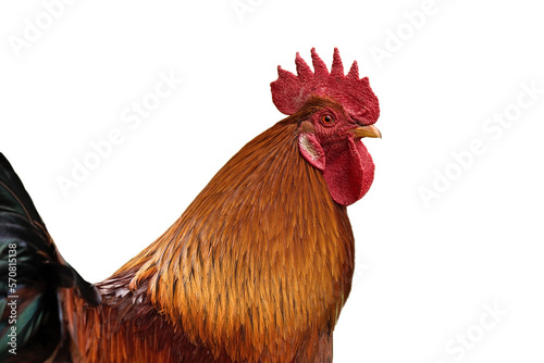 rooster isolated on white background, use for livestock and livestock theme