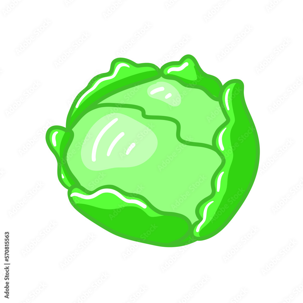 Cabbage with big bright green leaves. Fresh and healthy food. Vegetarian nutrition. Organic ingredient for vegan and vegetarian Cabbage with big bright green leaves. Fresh and healthy food. Vegetarian nutrition. Organic ingredient for vegan and vegetarian