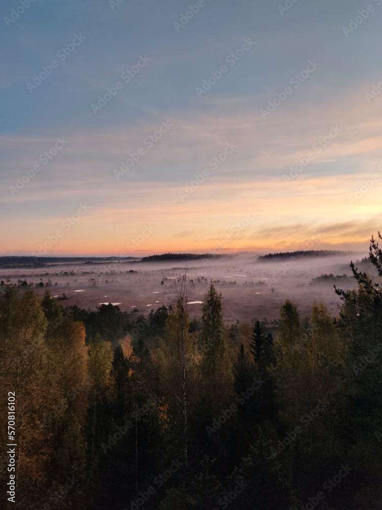 Foggy morning in the swamp horizon