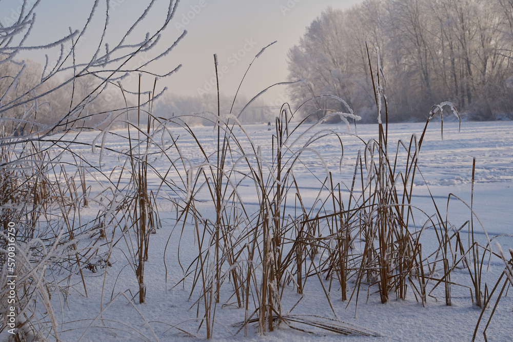 On a frosty sunny day, frost on trees and bushes. On a frosty sunny day, frost on trees and bushes.
