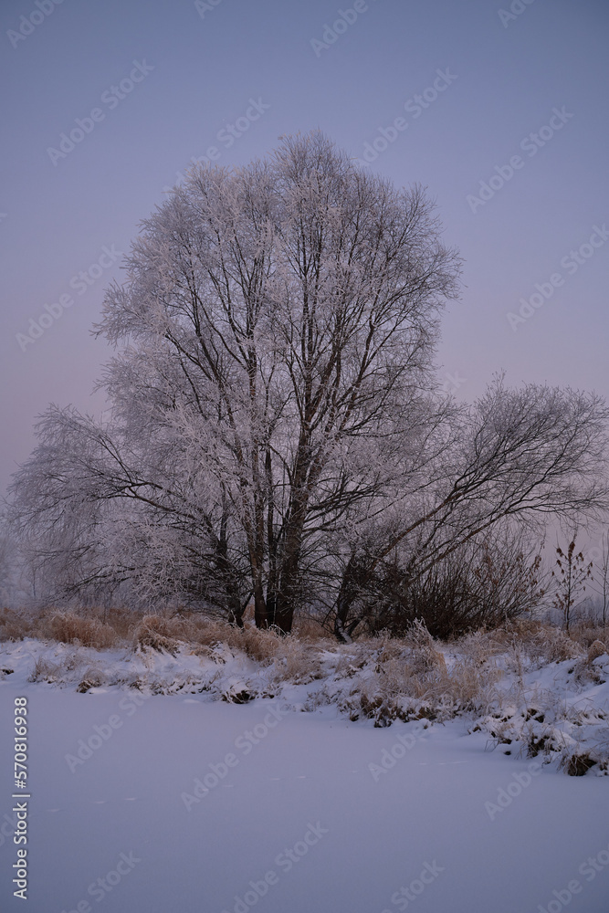 On a frosty sunny day, frost on trees and bushes.