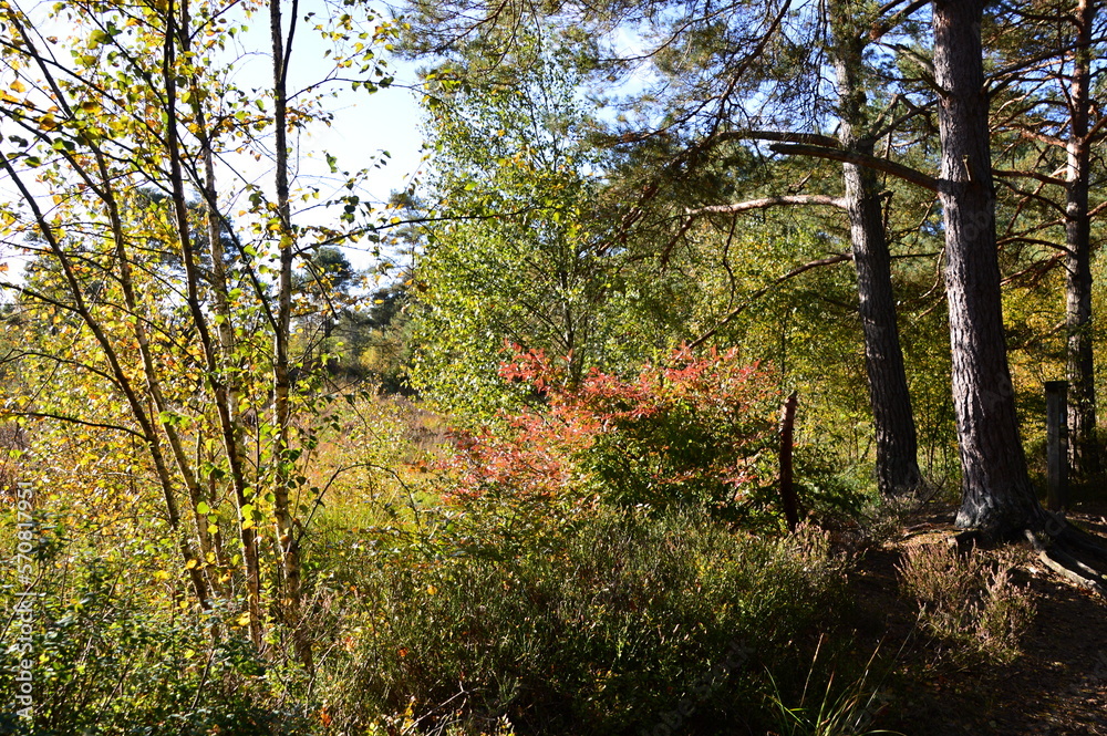 Landscape in Autumn at Lake Grundloser See, Walsrode, Lower Saxony Landscape in Autumn at Lake Grundloser See, Walsrode, Lower Saxony