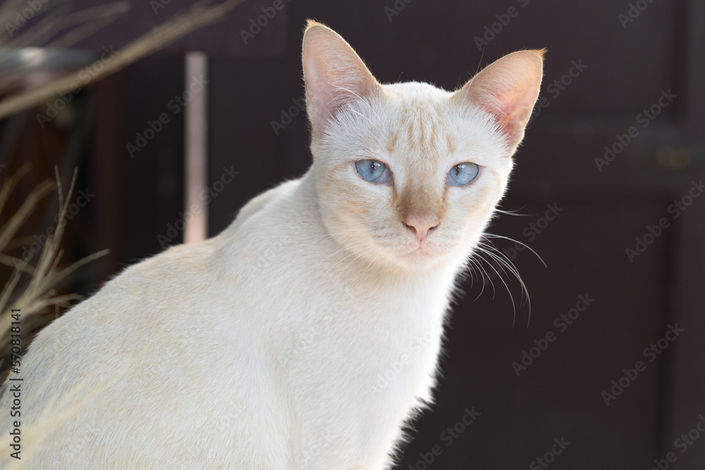 closed up of a young white cat with blue eyes, pink nose and brown striped on its face looking at the camera
