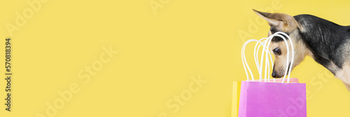 Canvas Print dog birthday background, funny happy dog looks into a package with gifts, copy s