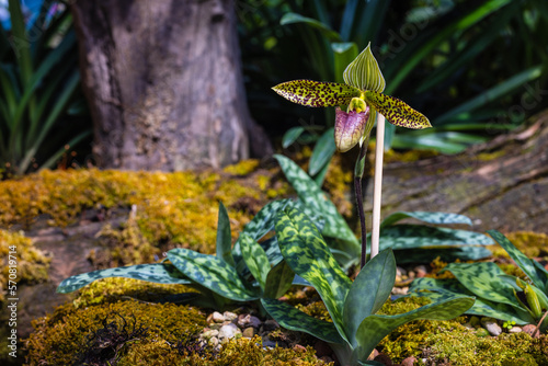 Paphiopedilum sukhakulii, Beautiful rare wild orchids in tropical forest of Thailand.