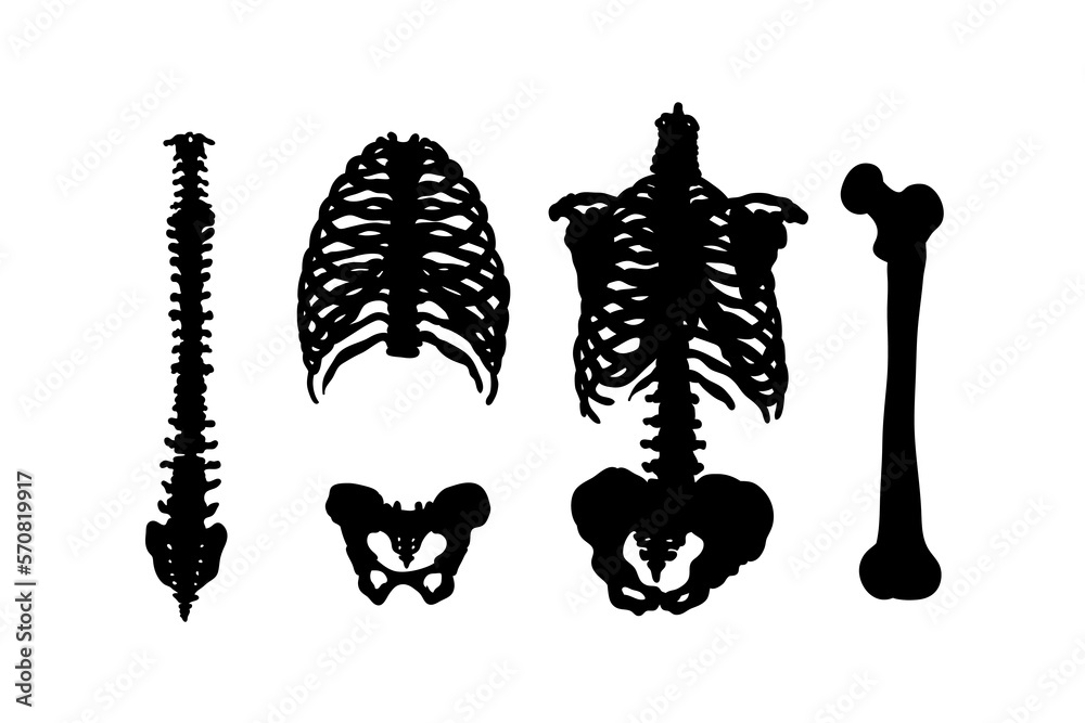 Set of silhouettes of human skeletons vector design Set of silhouettes of human skeletons vector design