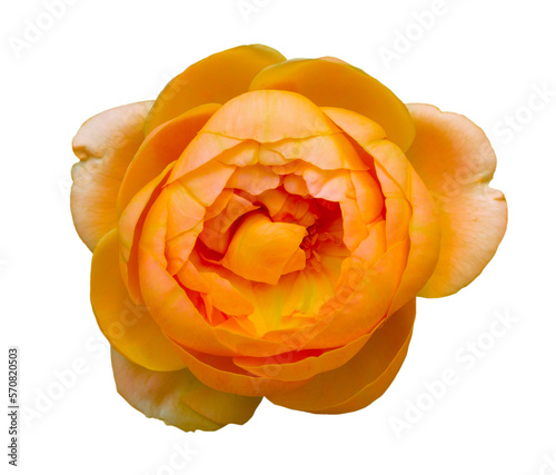 closeup of one orange rose fresh blossom beauty flower on an isolated white background with a clipping path or cutout.use for decoration in love event, Valentine's festival, and romantic wedding card. photo