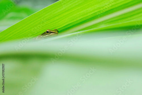 Little frog hiding in the leaves © ridwan