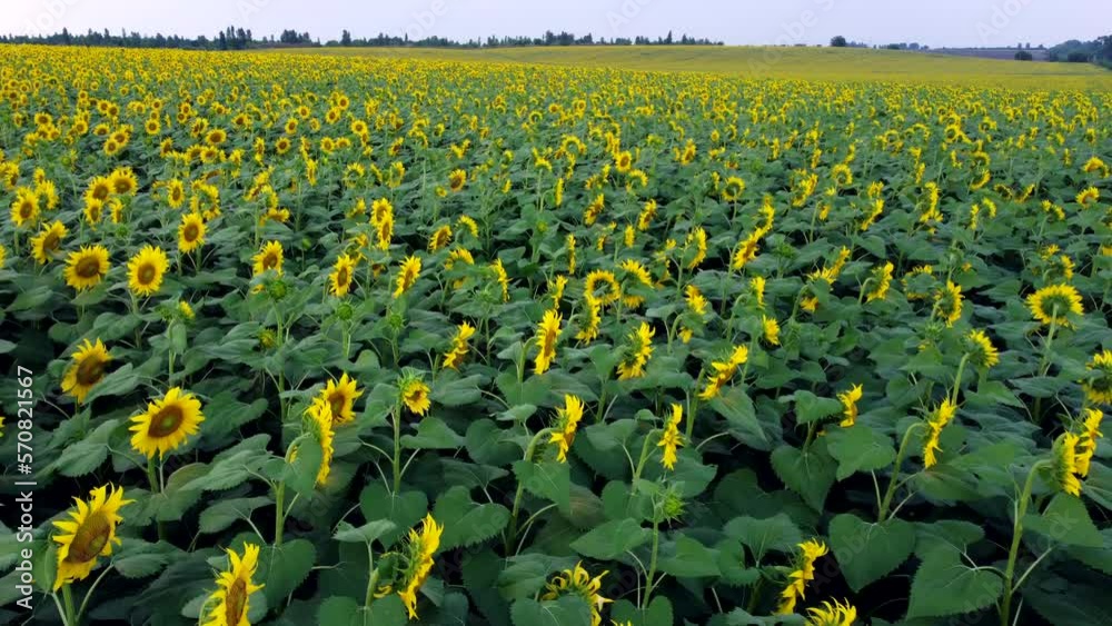 Sunflower field. Large field of blooming sunflowers. Flying over