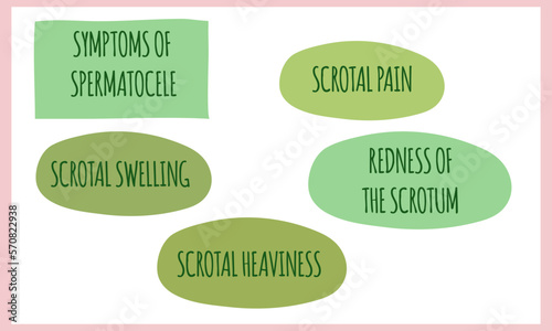symptoms of Spermatocele.  Vector illustration for medical journal or brochure. 