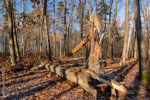 Przewrócone złamane grube drzewo photo