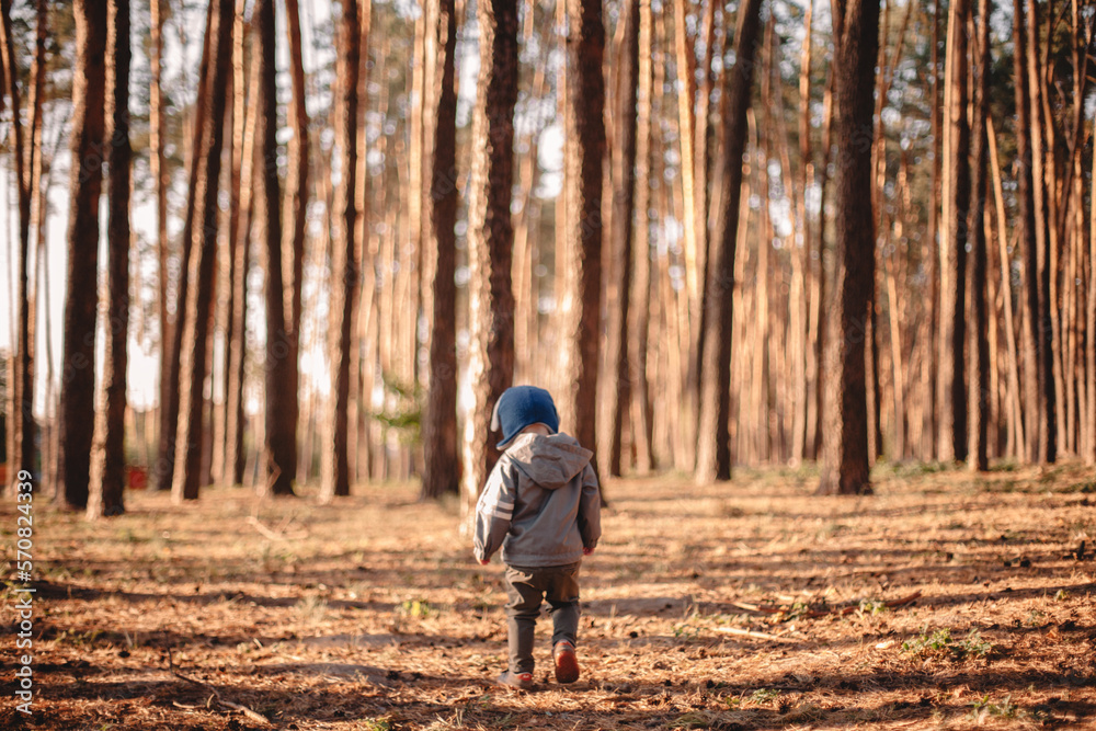 Rear view of baby boy walking in forest during sunny day in autumn Rear view of baby boy walking in forest during sunny day in autumn