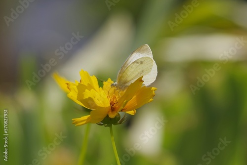 Fototapeta Naklejka Na Ścianę i Meble -  Monshirochou, small cabbage white butterfly (Pieris rapae) , a species of butterfly classified in the family Pterodiidae (swallowtail butterflies)