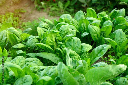 Green spinach growing in the garden on a vegetable farm. Healthy food in your garden