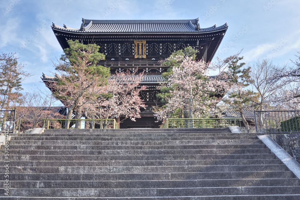 Obraz premium 黒谷さんの山門と桜