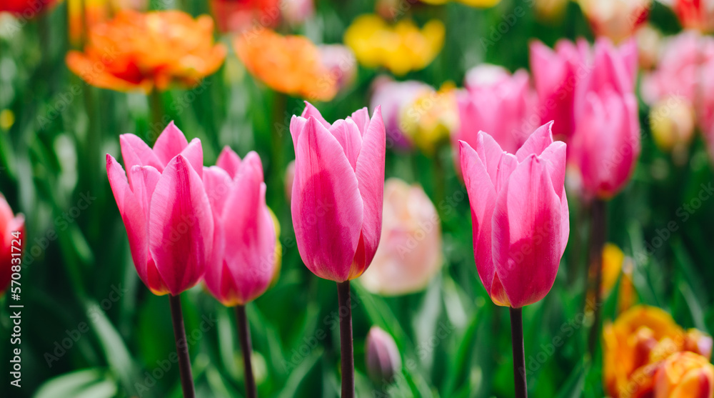 Colorful tulip flowers bloom in the garden Colorful tulip flowers bloom in the garden