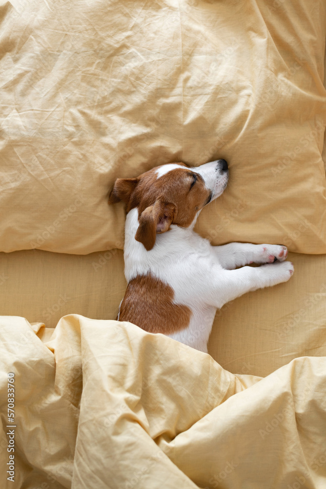 Cute Jack Russell Terrier puppy dog sleeps in a yellow bed