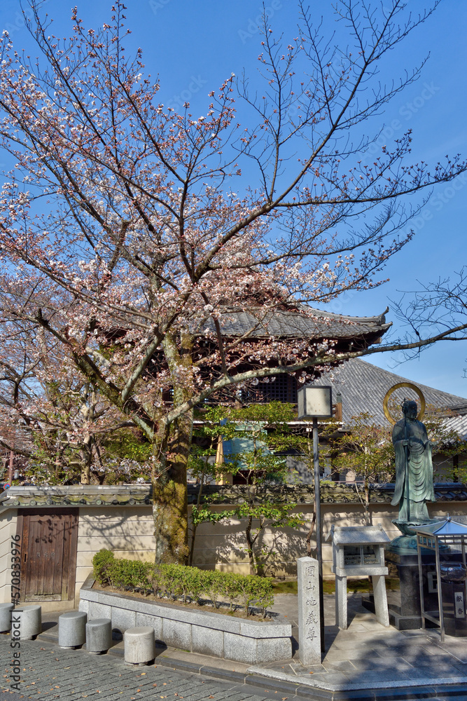 圓山地蔵尊の桜