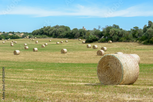 Cuadro en lienzo field with gathered crops rural. Balearic Islands, Majorca, Spain