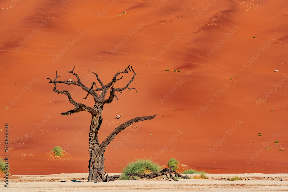 Dead Camelthorn Trees against red dunes and blue sky in Deadvlei, Sossusvlei. Namib-Naukluft National Park, Namibia, Africa Dead Camelthorn Trees against red dunes and blue sky in Deadvlei, Sossusvlei. Namib-Naukluft National Park, Namibia, Africa