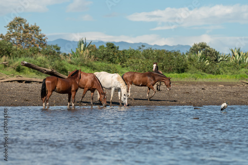 wild horses drinking in the Costa Rica river.