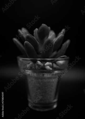 aloe vera plant photo