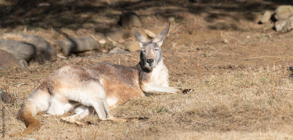 Fototapeta premium 眠そうなアカカンガルー