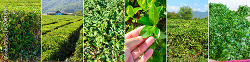 Collage of the bushes on plantation and hand harvesting. All video belongs to me, horizontal format