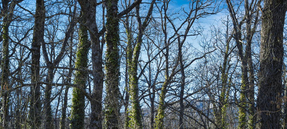 Obraz premium Bosque de hoja caduca en invierno con troncos de árboles recubiertos de hiedra verde en la villa de San Lorenzo de El Escorial, España
