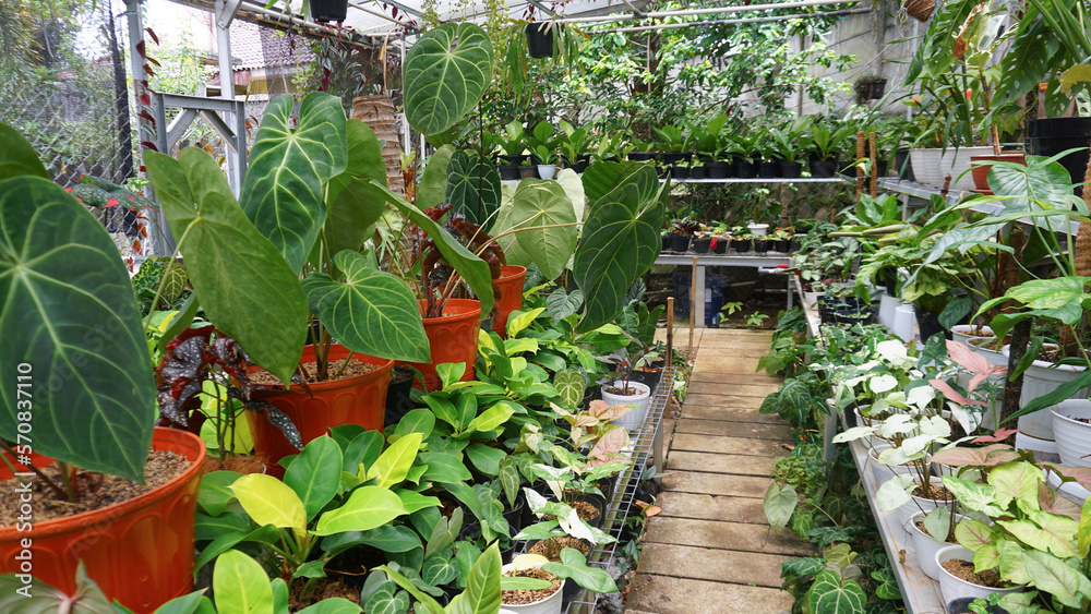 Various potted plants arranged in greenhouse. Plant lovers concept. Green house plants modern interior decoration. Pathway of a garden center and plants Various potted plants arranged in greenhouse. Plant lovers concept. Green house plants modern interior decoration. Pathway of a garden center and plants