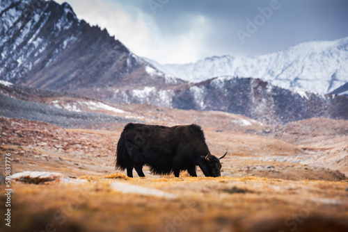 Wild yak, Bos mutus, large bovid native to the Himalayas, winter mountain codition, Tso-Kar lake, Ladakh, India. photo