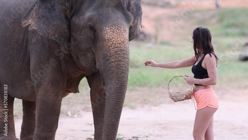 Young traveler pretty girl feeds elephant by hand, elephant grab banana by proboscis