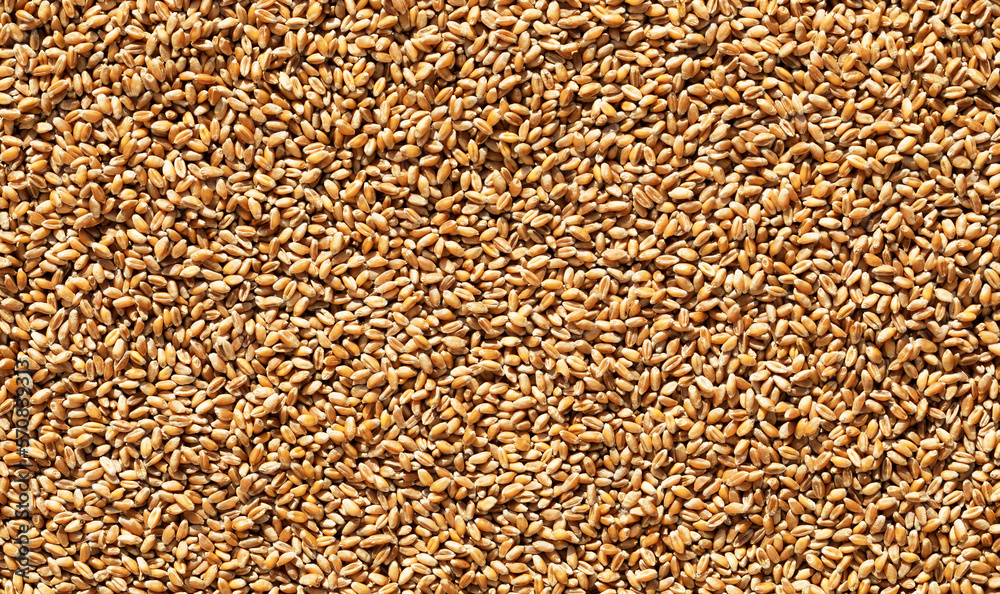 Wheat grains view from the top,background, - obrazy, fototapety, plakaty 