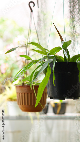 Houseplant in hanging pot under the morning sun light