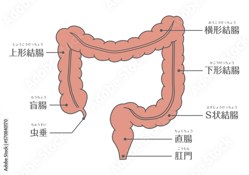人間の体_大腸の構造