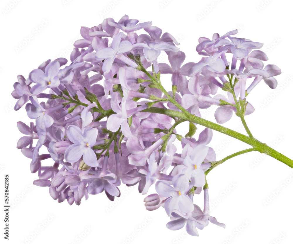 light violet lilac isolated large fine blooms