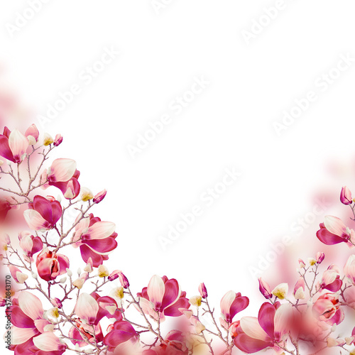 Isolated of pink magnolia blooming branches , floral overlay border