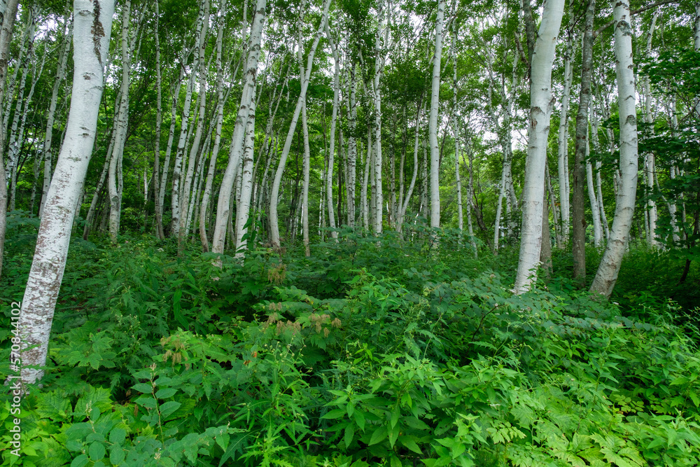 Obraz premium 森の白樺林