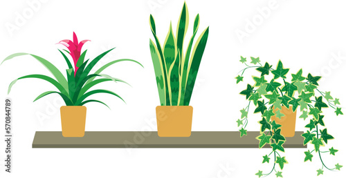 Decorative house plants in a pot. Guzmania, ivy, sansevieria
