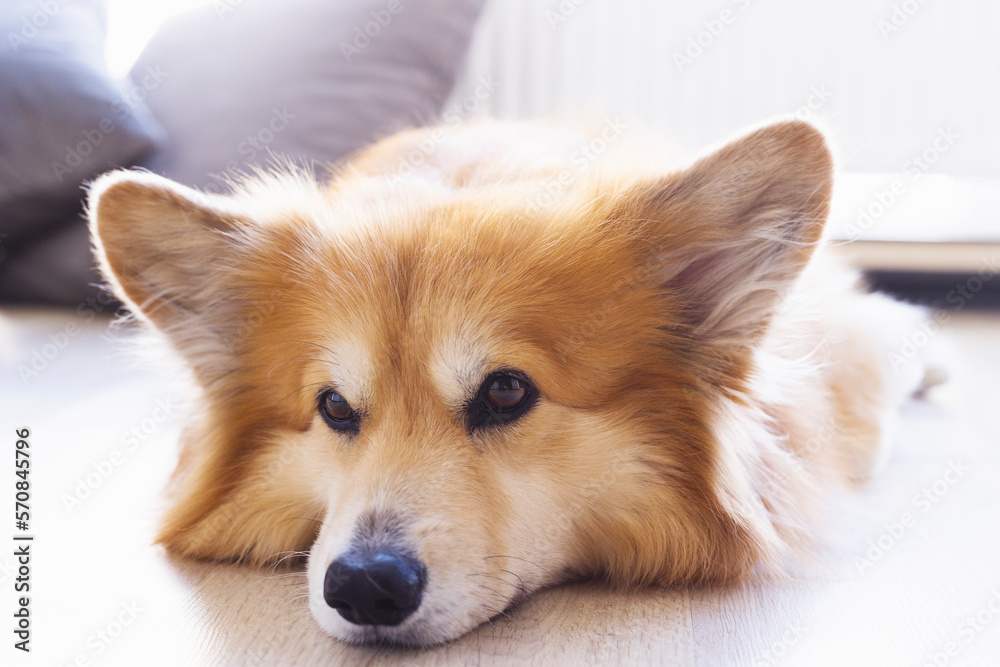 corgi fluffy portrait corgi fluffy portrait