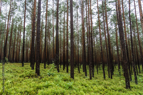 Coastal pine forest growing as monoculture in poland with green ground