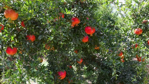 Pomegranates on a tree on a farm in Limassol District in Cyprus, 4k photo