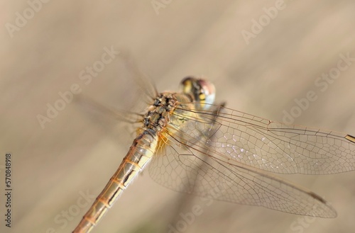 Dragonfly close-up shallow depth of field