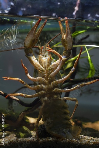 narrow-clawed crayfish climb on front glass, show bottom and tail on sand gravel, hornwort planted biotope aquarium, wild caught captive freshwater species, adaptable invasive animal, dark background