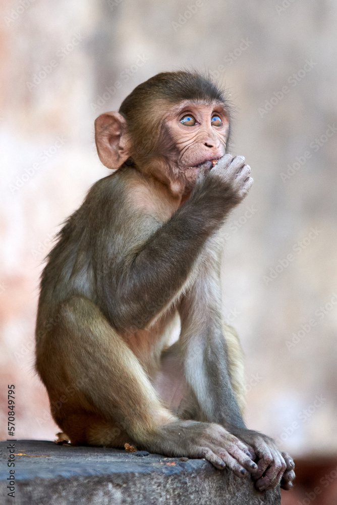 A sad, moody Macaque monkey sits on a rock at the GaltaJi Monkey Temple in Jaipur, India