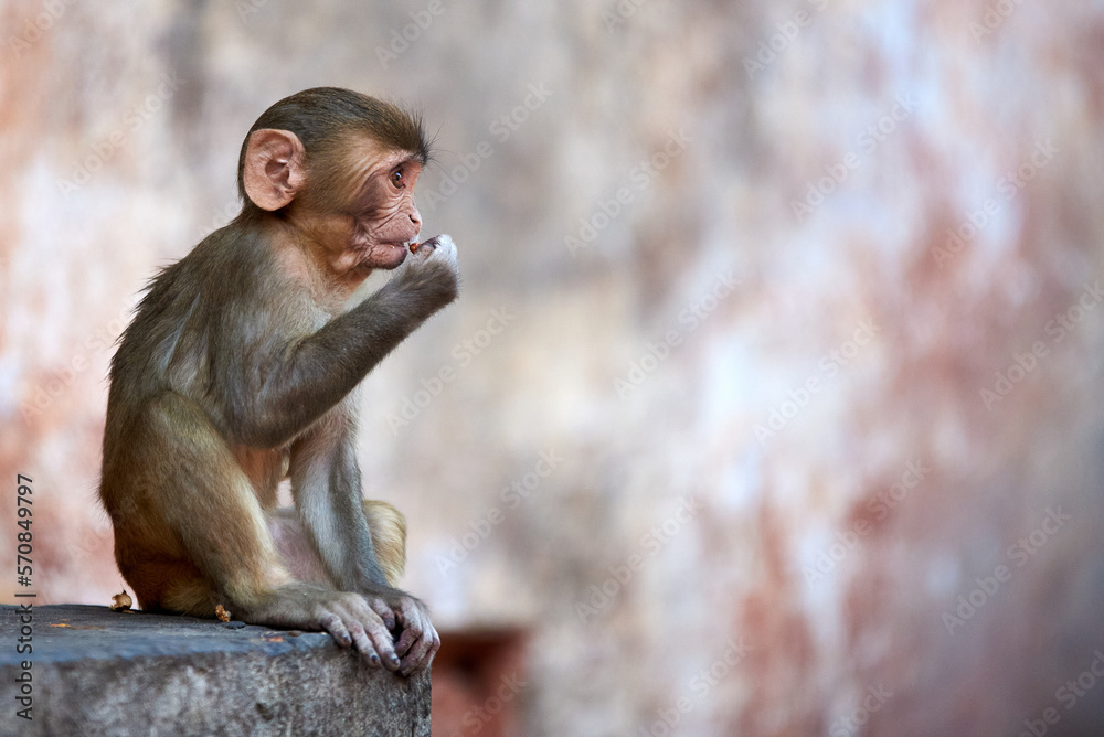 A sad, moody Macaque monkey sits on a rock at the GaltaJi Monkey Temple in Jaipur, India