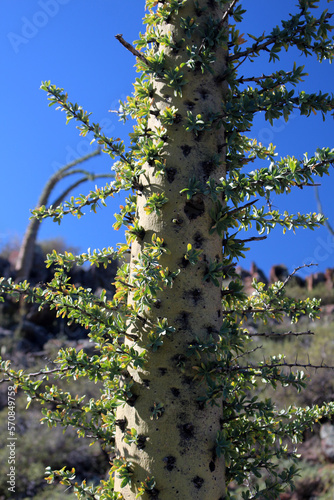 Boojum tree close up, Baja California Sur, Mexico photo