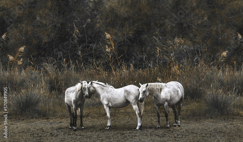Three Camargue Horses
