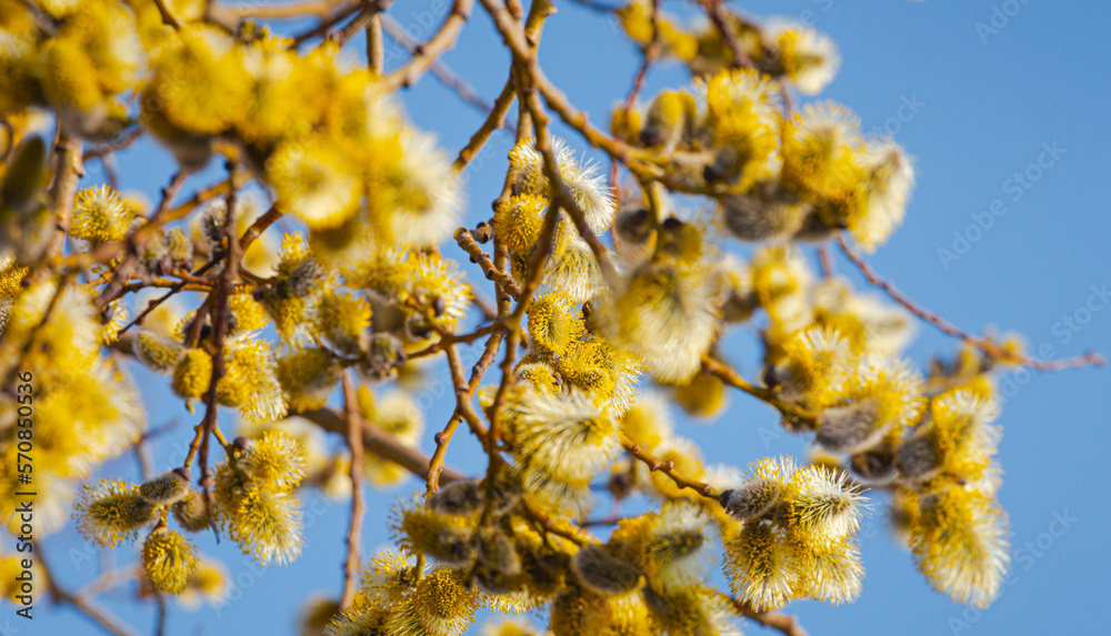 Nature in spring. Branches with beautiful yellow spring flowers on the tree. A natural scene with a flowering tree against a blue sky background is a selective focus. Blooming background. Nature in spring. Branches with beautiful yellow spring flowers on the tree. A natural scene with a flowering tree against a blue sky background is a selective focus. Blooming background.
